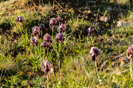 Al-Arz;Iris;Iris-Cedreti;Kaleidos;Kaleidos-images;Lebanon;Middle-East;Near-East;Proche-Orient;Tarek-Charara;Flowers;Endemic;Endangered-species;Endemic-species;Critically-endangered;Critically-endangered-species